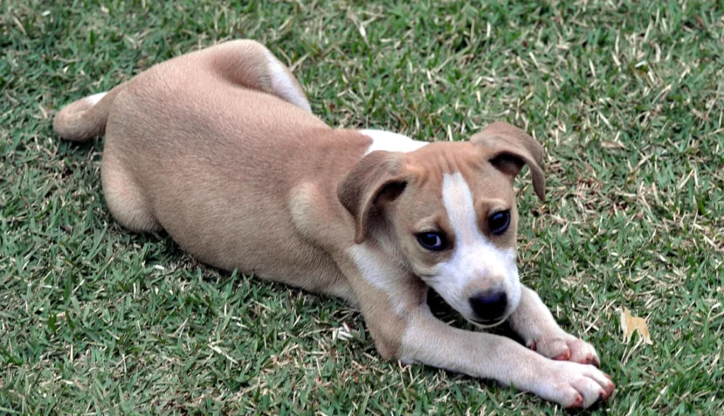 Curiosidade sobre Cachorro: Fatos Surpreendentes que Você Precisa Saber