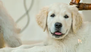 Curiosidade sobre Cachorro: Fatos Surpreendentes que Você Precisa Saber