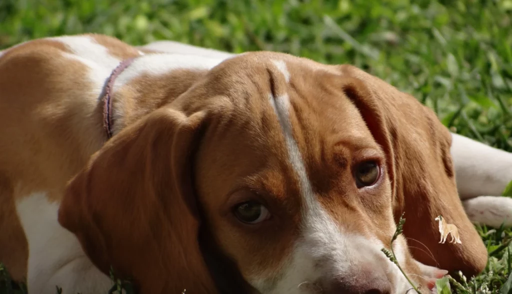 Curiosidade sobre Cachorro: Fatos Surpreendentes que Você Precisa Saber